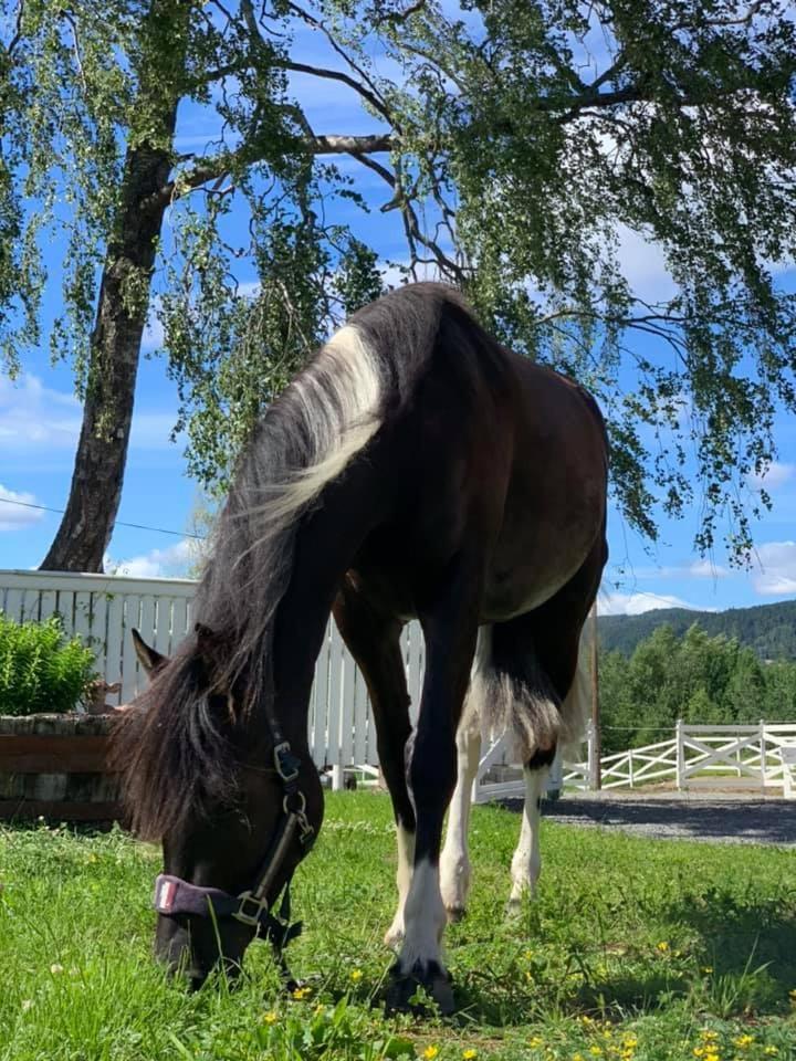 Gardsopphold Notodden 아파트 외부 사진